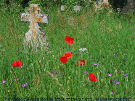 Poppies